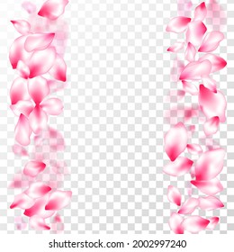 Pink cherry blossom petals isolated on transparent background. Flying sakura flower parts spring wedding vector. Flower blossom particles, petals rain shower. Abstract card backdrop.