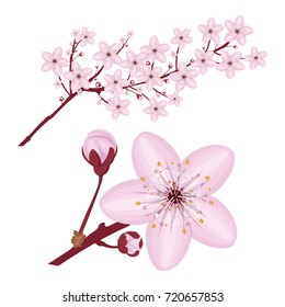 Pink cherry blossom, sakura flowers branches on white background. Vector illustration.