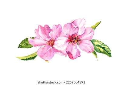 Flores de cerezo rosado, flores de primavera sakura. Ropa de manzana con pintura de agua. Elemento de diseño floral de acuarela vectorial