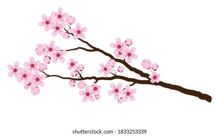 Pink cherry blossom in spring isolated on white, vector illustration