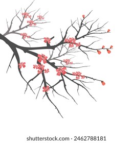 pink cherry blossom tree illustration, Includes illustrations of stems, blooms, petals, and buds. Japanese cherry blossoms