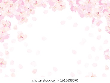 Pink Cherry blossom vector Illustration