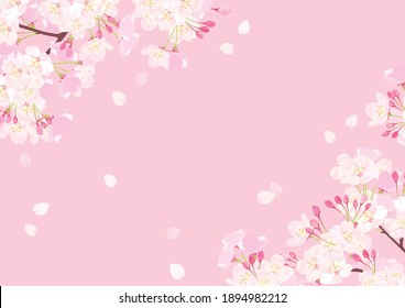 Pink Cherry blossom vector Illustration