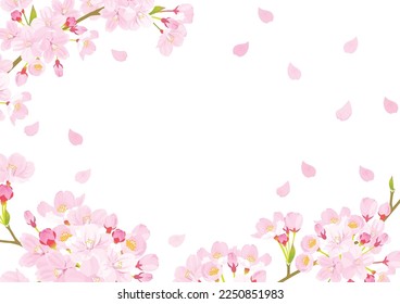 Pink Cherry blossom vector Illustration.