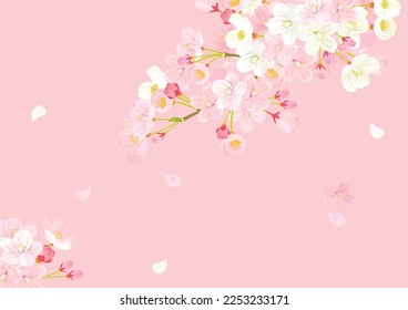 Pink Cherry blossom vector Illustration.