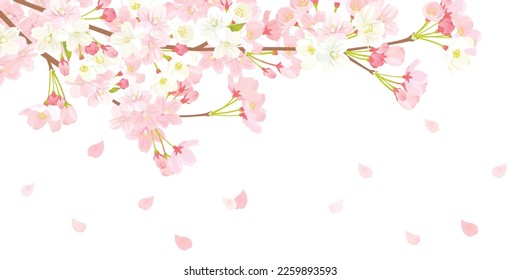 Pink Cherry blossom vector Illustration.