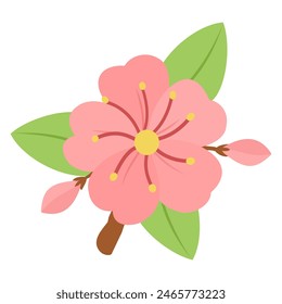 Pink cherry blossom vector illustrations lower isolated on white background