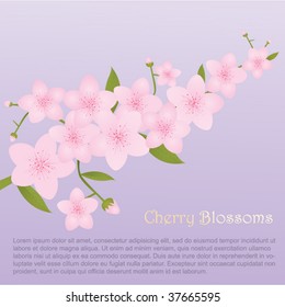 Pink Cherry Blossoms