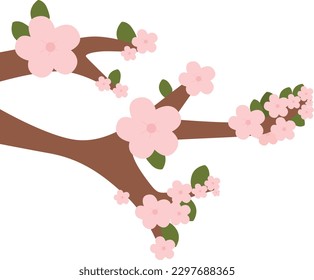 The pink cherry blossoms are so beautiful.
