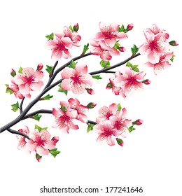 Pink cherry blossoms branch, Japanese tree sakura isolated on white background. Vector illustration