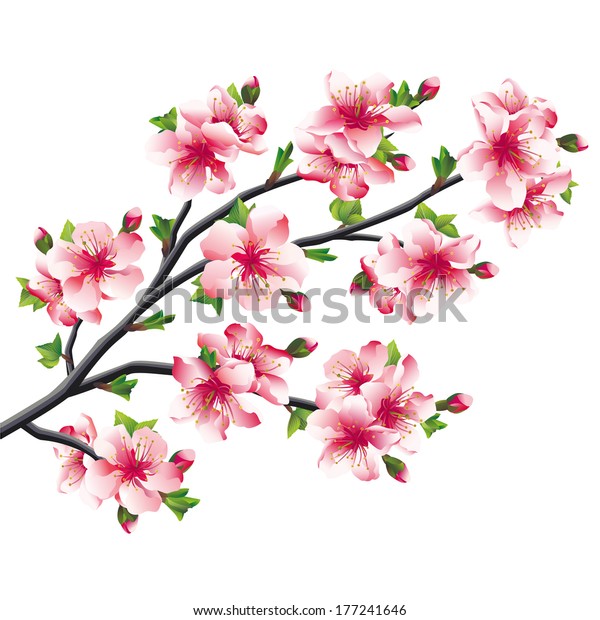 Pink Cherry Blossoms Branch Japanese Tree Stock Vector (Royalty Free ...