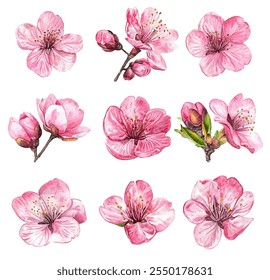 Flores de cerezo rosa, perfectas para diseños, invitaciones y decoración con temática primaveral. Estos delicados Elementos florales añaden un toque de elegancia y belleza natural a cualquier proyecto.