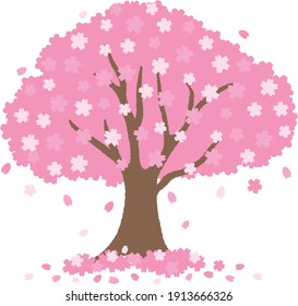 The Pink cherry Blossoms tree.