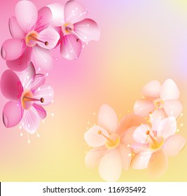 pink cherry blossoms vector
