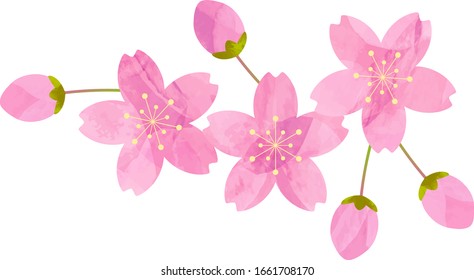 It's pink cherry blossoms,and cherry buds, cutout picture style,vector illustration.