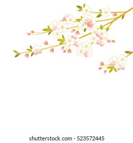 Pink Cherry blossom,Vector Illustration