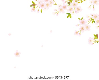 Pink Cherry blossom,Vector Illustration