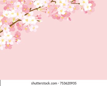 Pink Cherry Blossom,Vector Illustration