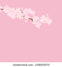 Pink Cherry blossom,Vector Illustration. Pink Cherry blossom