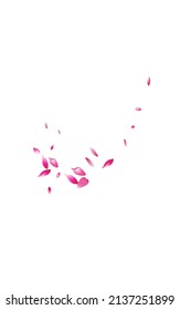 Pink Cherry Falling Vector White Background. Spring Sakura Wallpaper. Beautiful Floral Fly Template. Delicate Petal Beauty Cover.