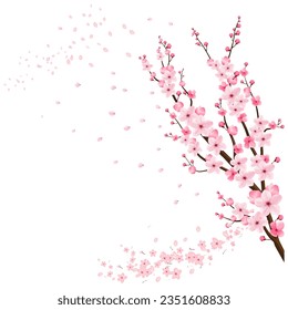 pink cherry flower sakura illustration