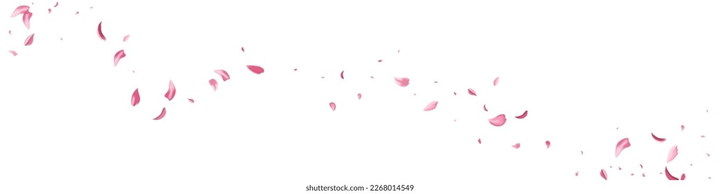 Pink Cherry Fly Vector White Panoramic Background. Japan Rose Frame. Beautiful Flower Flying Template. Delicate Petal Tender Illustration.