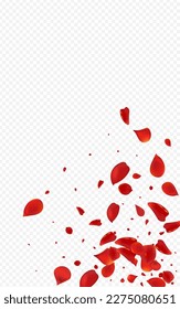 Pink Cherry Flying Vector Transparent Background. Fall Rose Design. Delicate Petal Summer Backdrop. Red Floral Fly Cover.