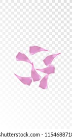 Pink Cherry Petals Falling Down. Isolated Vector illustration of Cherry Petals. Flying Pink Sakura Blossom Background. Design of Greeting or Invitation Card. 
