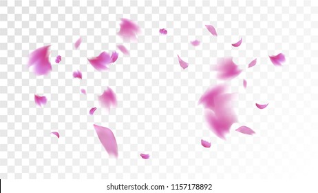 Pink Cherry Petals Falling Down. Isolated Vector illustration of Cherry Petals. Flying Pink Sakura Blossom Background. Design of Greeting or Invitation Card. 
