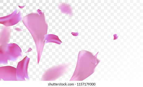 Pink Cherry Petals Falling Down. Isolated Vector illustration of Cherry Petals. Flying Pink Sakura Blossom Background. Design of Greeting or Invitation Card. 
