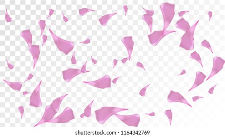 Pink Cherry Petals Falling Down. Isolated Vector illustration of Cherry Petals. Flying Pink Sakura Blossom Background. Design of Greeting or Invitation Card. 
