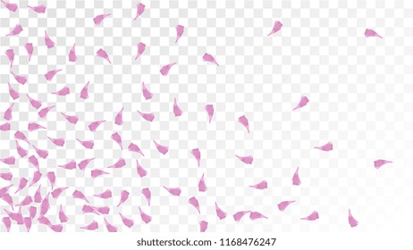 Pink Cherry Petals Falling Down. Isolated Vector illustration of Cherry Petals. Flying Pink Sakura Blossom Background. Design of Greeting or Invitation Card. 
