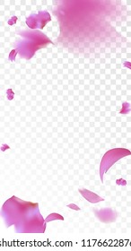 Pink Cherry Petals Falling Down. Isolated Vector illustration of Cherry Petals. Flying Pink Sakura Blossom Background. Design of Greeting or Invitation Card. 
