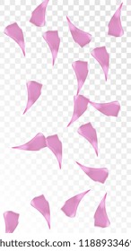 Pink Cherry Petals Falling Down. Isolated Vector illustration of Cherry Petals. Flying Pink Sakura Blossom Background. Design of Greeting or Invitation Card. 
