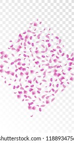 Pink Cherry Petals Falling Down. Isolated Vector illustration of Cherry Petals. Flying Pink Sakura Blossom Background. Design of Greeting or Invitation Card. 
