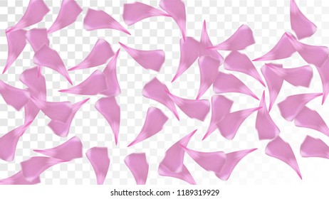 Pink Cherry Petals Falling Down. Isolated Vector illustration of Cherry Petals. Flying Pink Sakura Blossom Background. Design of Greeting or Invitation Card. 
