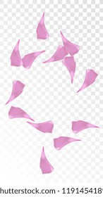 Pink Cherry Petals Falling Down. Isolated Vector illustration of Cherry Petals. Flying Pink Sakura Blossom Background. Design of Greeting or Invitation Card. 
