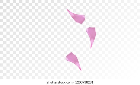 Pink Cherry Petals Falling Down. Isolated Vector illustration of Cherry Petals. Flying Pink Sakura Blossom Background. Design of Greeting or Invitation Card. 
