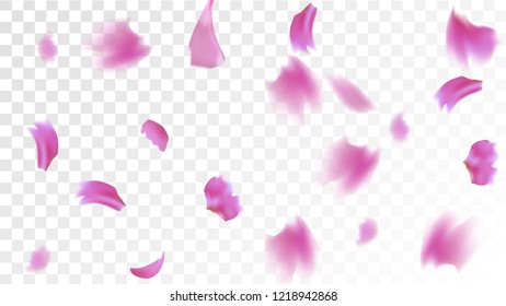 Pink Cherry Petals Falling Down. Isolated Vector illustration of Cherry Petals. Flying Pink Sakura Blossom Background. Design of Greeting or Invitation Card. 
