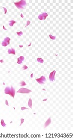Pink Cherry Petals Falling Down. Isolated Vector illustration of Cherry Petals. Flying Pink Sakura Blossom Background. Design of Greeting or Invitation Card. 
