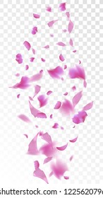 Pink Cherry Petals Falling Down. Isolated Vector illustration of Cherry Petals. Flying Pink Sakura Blossom Background. Design of Greeting or Invitation Card. 
