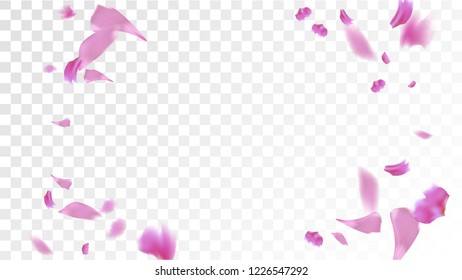 Pink Cherry Petals Falling Down. Isolated Vector illustration of Cherry Petals. Flying Pink Sakura Blossom Background. Design of Greeting or Invitation Card. 
