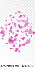 Pink Cherry Petals Falling Down. Isolated Vector illustration of Cherry Petals. Flying Pink Sakura Blossom Background. Design of Greeting or Invitation Card. 
