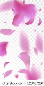 Pink Cherry Petals Falling Down. Isolated Vector illustration of Cherry Petals. Flying Pink Sakura Blossom Background. Design of Greeting or Invitation Card. 
