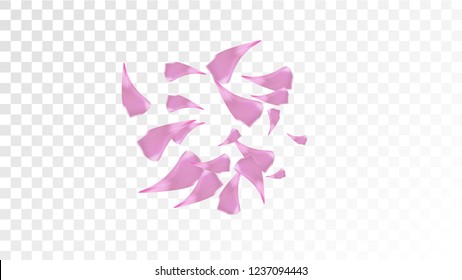 Pink Cherry Petals Falling Down. Isolated Vector illustration of Cherry Petals. Flying Pink Sakura Blossom Background. Design of Greeting or Invitation Card. 
