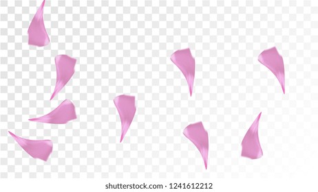 Pink Cherry Petals Falling Down. Isolated Vector illustration of Cherry Petals. Flying Pink Sakura Blossom Background. Design of Greeting or Invitation Card. 
