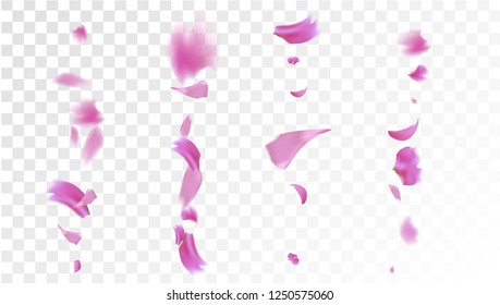 Pink Cherry Petals Falling Down. Isolated Vector illustration of Cherry Petals. Flying Pink Sakura Blossom Background. Design of Greeting or Invitation Card. 
