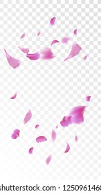 Pink Cherry Petals Falling Down. Isolated Vector illustration of Cherry Petals. Flying Pink Sakura Blossom Background. Design of Greeting or Invitation Card. 

