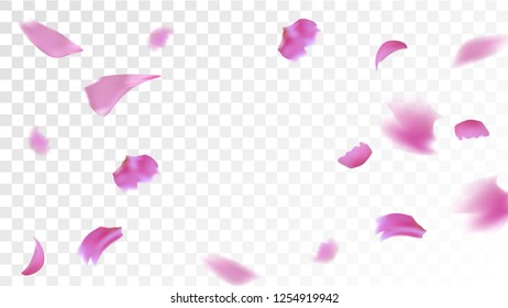 Pink Cherry Petals Falling Down. Isolated Vector illustration of Cherry Petals. Flying Pink Sakura Blossom Background. Design of Greeting or Invitation Card. 
