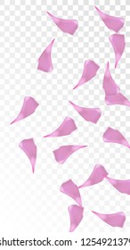Pink Cherry Petals Falling Down. Isolated Vector illustration of Cherry Petals. Flying Pink Sakura Blossom Background. Design of Greeting or Invitation Card. 
